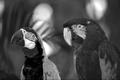 Blue channel of the bird photograph: the sky is bright, the bird's red plumage is dark