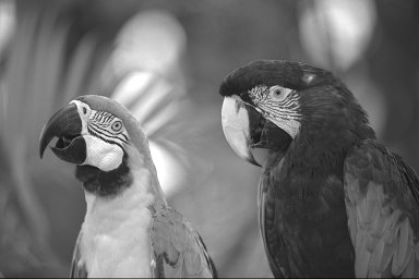 Green channel of the bird photograph, mid-tone across most of the frame