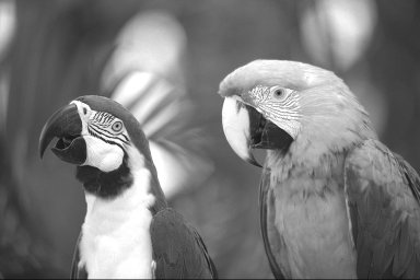 Red channel of the bird photograph: the bird's plumage is bright, the sky is dark