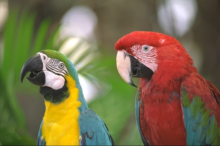 The kodim23 photograph: two macaws in front of a bright sky