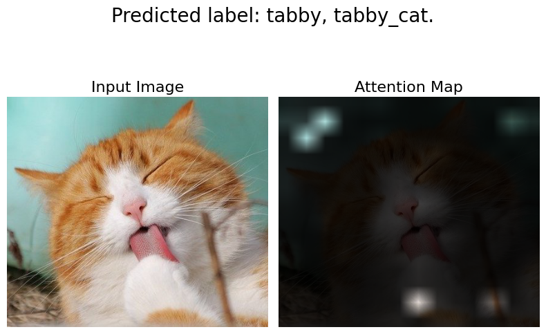 Attention rollout visualization side by side with original cat image