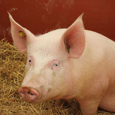 LMS tutorial photograph of a hog